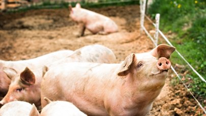 Dwa ogniska ASF w Długiej Goślinie 