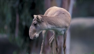 Dwa państwa się porozumiały. Uratują antylopę, która kiedyś żyła w Polsce