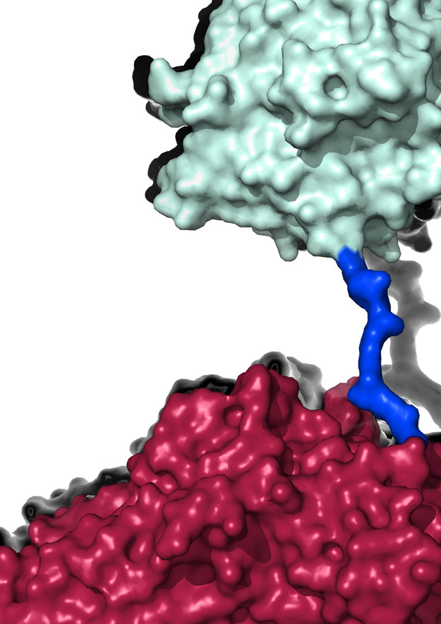 Dwa połączone enzymy - PETaza i MHETaza /Aaron McGeehan /Materiały prasowe
