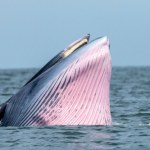 Dwa potężne ssaki pojawiły się u wybrzeży Portugalii. To rzadcy goście