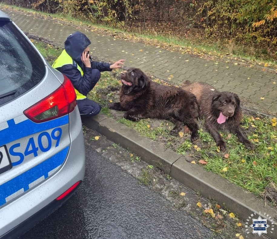 Dwa psy, którymi zaopiekowali się ostrowieccy policjanci /KPP Ostrowiec Świętokrzyski /Policja