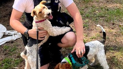 Dwa psy w nagrzanym samochodzie   