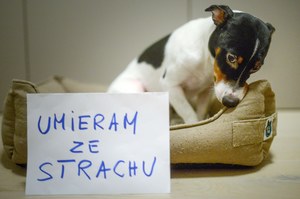 Dwa psy wyskoczyły z balkonu ze strachu przed fajerwerkami. Nie przeżyły