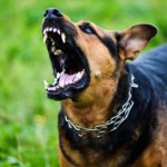 Dwa psy zagryzły 86-letnią kobietę przed jej domem