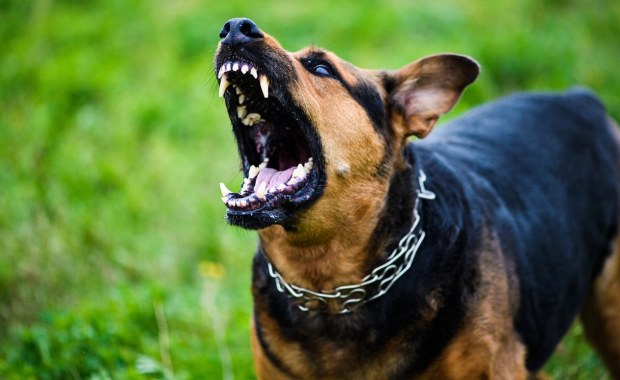 Dwa psy zagryzły 86-letnią kobietę przed jej domem