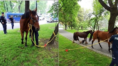 Dwa spłoszone konie biegały po Alejach Trzech Wieszczów w Krakowie