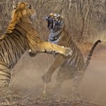 Dwa tygrysy uciekły ze schroniska dla dużych kotów