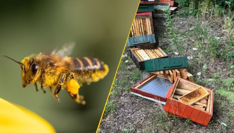 Dwaj 13-latkowie zniszczyli ule w Sopocie /Shutterstock/Policja Pomorska /