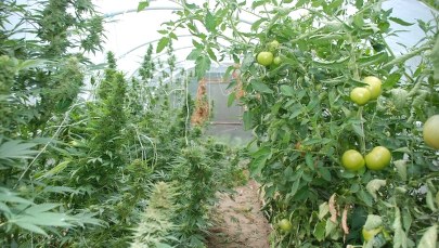 Dwaj bracia uprawiali konopie wśród pomidorów