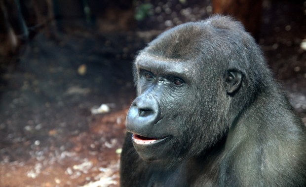 "Dwie cudowne damy" zmieniają historię warszawskiego zoo