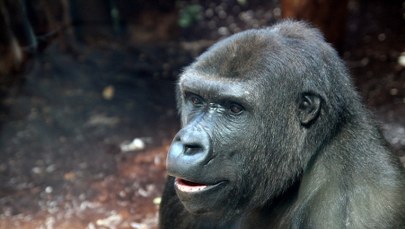 "Dwie cudowne damy" zmieniają historię warszawskiego zoo