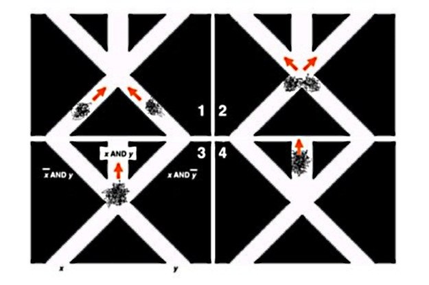 Dwie grupy krabów po spotkaniu (1) mogą albo się rozejść (2), albo podążać w jednym kierunku (3, 4) /materiały prasowe
