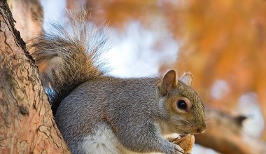 Dwie kobiety trafiły do szpitala po ataku wiewiórki. "Prawie mnie zabiła"