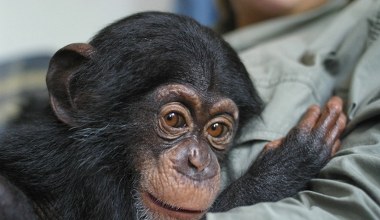 Dwie małpy muszą wyjechać z Polski. Decyzja podjęta na wysokim szczeblu