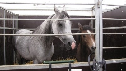 Dwie padłe klacze ze stadniny w Janowie Podlaskim nie zostały otrute. Miały skręt jelit 
