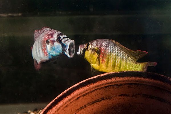 Dwie pielęgnice gotowe do walki &nbsp; /Fot. Todd Anderson/Stanford University