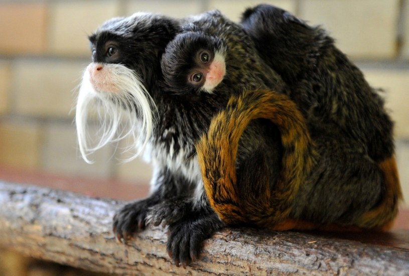 Dwie tamaryny cesarskie zniknęły z zoo w poniedziałek, zdj. ilustracyjne /JOCHEN LUEBKE/DPA /AFP