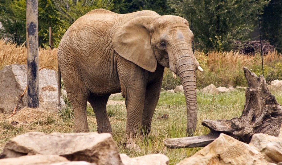 Dwie turystki nie żyją po ataku słonicy. Przerażające sceny
