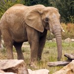 Dwie turystki nie żyją po ataku słonicy. Przerażające sceny 