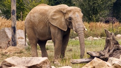 Dwie turystki nie żyją po ataku słonicy. Przerażające sceny 