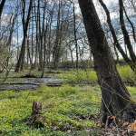 Dwóch 14-latków utknęło na bagnach. Dramatyczna akcja ratunkowa