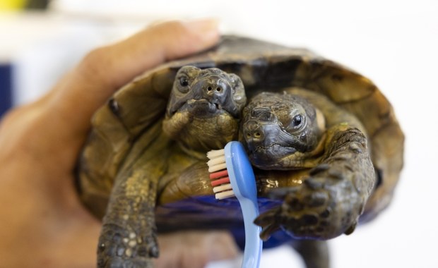 Dwugłowy żółw Janus skończył 25 lat