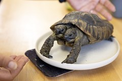 Dwugłowy żółw Janus skończył 25 lat