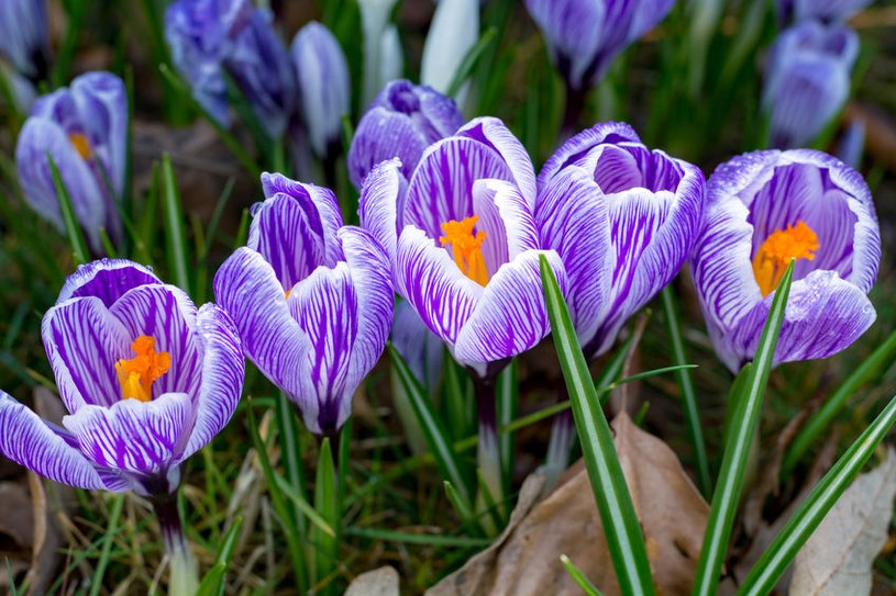 W Ogrodzie Botanicznym Zakwitły 92 Krokusy W Trzech Kolorach Krokusy: Jak sadzić je w ogrodzie i pielęgnować? - Porady w INTERIA.PL