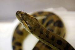 Dwumetrowa Anakonda wypełzła z muszli klozetowej