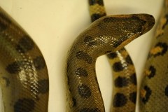 Dwumetrowa Anakonda wypełzła z muszli klozetowej