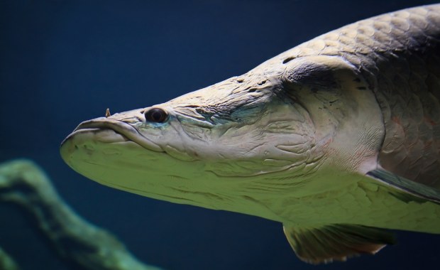 Dwumetrowy potwór rzeczny. Ta ryba zagraża ekosystemowi