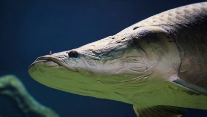 Dwumetrowy potwór rzeczny. Ta ryba zagraża ekosystemowi