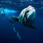 Dwutonowa ryba w "Milionerach". Ten dziwoląg wpływa do Bałtyku