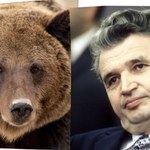 Dyktator zwariował na punkcie niedźwiedzi. Wjechały nawet środki chemiczne