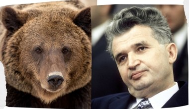 Dyktator zwariował na punkcie niedźwiedzi. Wjechały nawet środki chemiczne