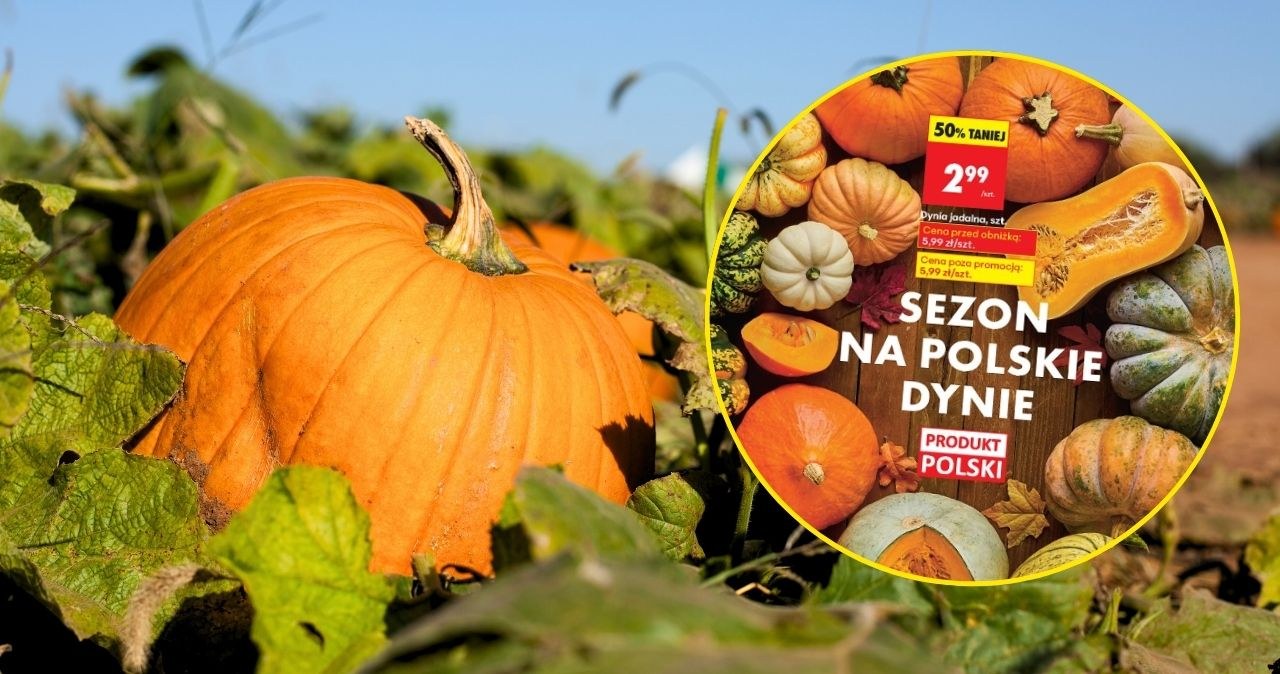 Dynia za grosze? Sprawdziłam, gdzie naprawdę warto kupić /CanvaPro /INTERIA.PL