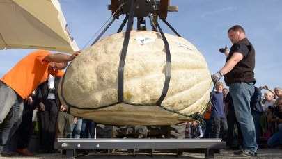 Dynia–gigant. Waży ponad tonę