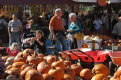 Dynie-giganty. Ważą nawet 800 kg!