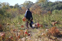 Dyniowe szaleństwo w rytmie country