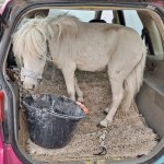 Dywanik, siano i nietypowy pasażer. Nie uwierzysz, co przewoziła Niemka