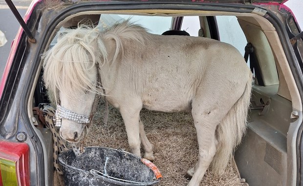 Dywanik, siano i nietypowy pasażer. Nie uwierzysz, co przewoziła Niemka