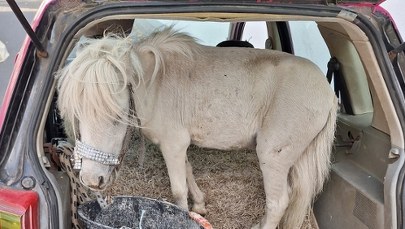 Dywanik, siano i nietypowy pasażer. Nie uwierzysz, co przewoziła Niemka