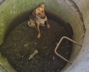 Dywity: Wrzucili psa do studni, bo "szczekał na rowerzystów"