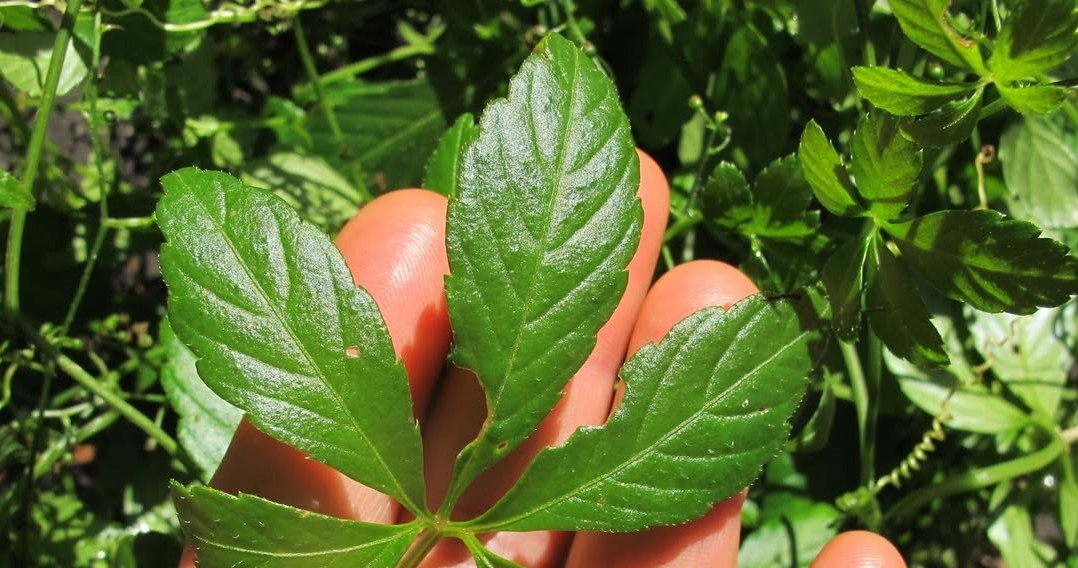 Джіаогулан - це витка рослина з родини гарбузових, яка природно зростає в південному Китаї, В’єтнамі, Таїланді та Японії /Domena publiczna