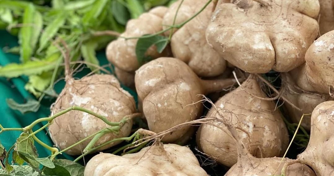 Джикама - корисний низькокалорійний овоч родом з Мексики /Domena publiczna