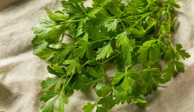 ​Dziadek nauczył mnie sadzić pietruszkę obok tego warzywa. Nigdy nie narzeka na plony