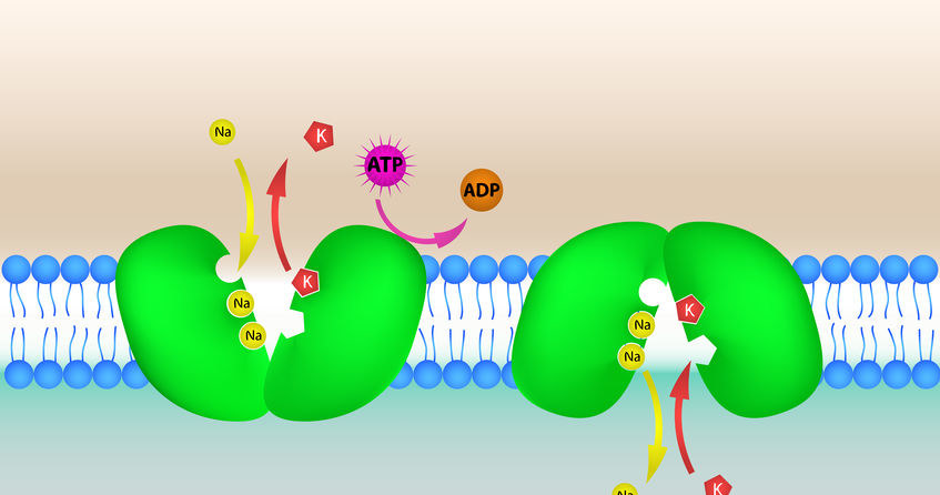 Działanie pompy sodowo-potasowej /&copy;123RF/PICSEL