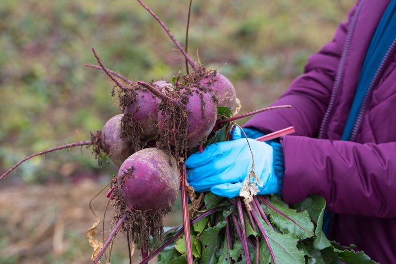 Działkowcy w panice. „Coś niszczy mój ogródek warzywny”. Pomogą proste sposoby