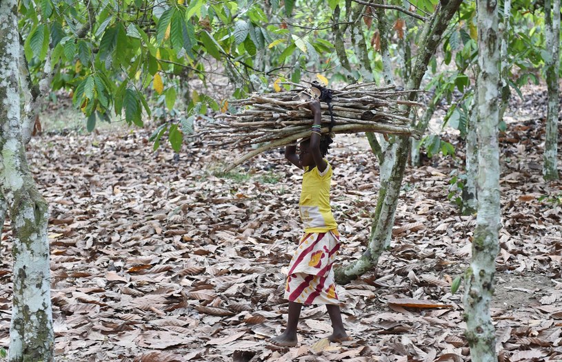 Dzieci na plantacjach ciężko pracują /AFP