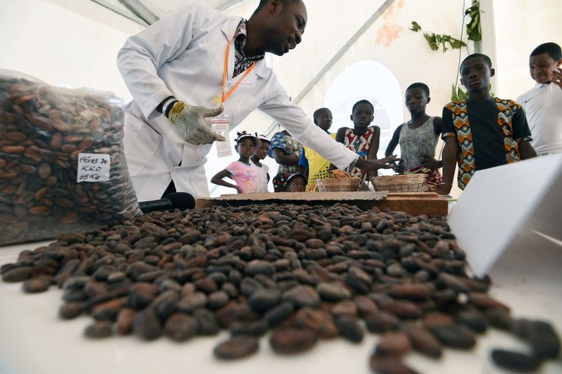 Dzieci pracują na plantacjach kakao /AFP